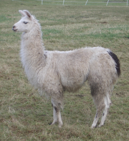 lama