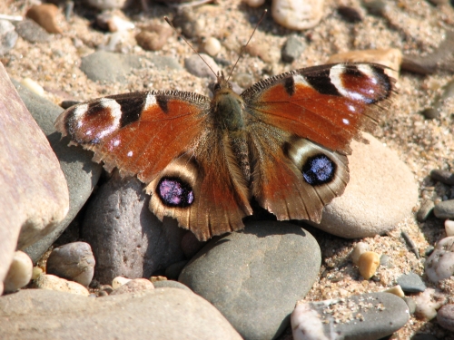 schmetterling